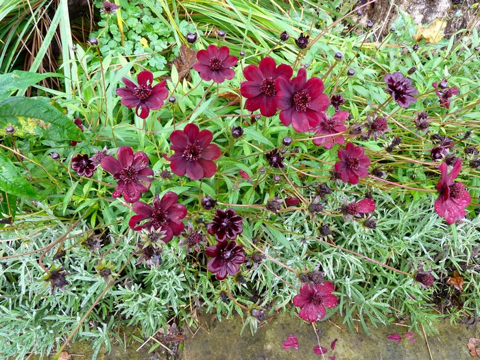 Dark Red Cosmos Flowers in Garden
