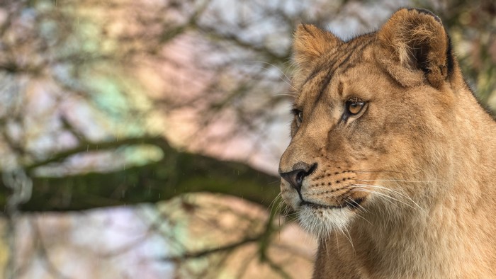 Lioness looking to the side