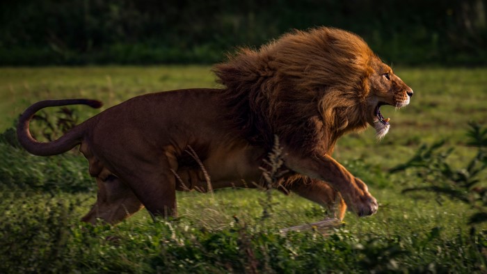 4K Lion Running in Field