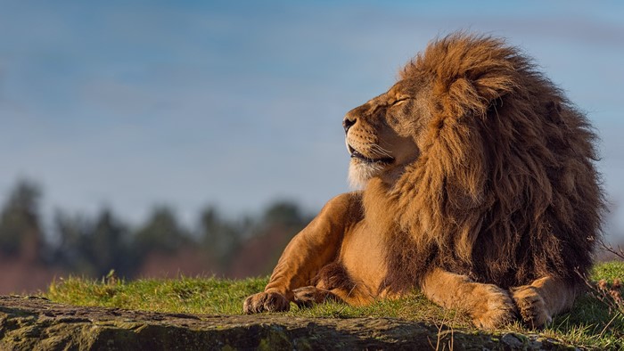 Lion resting on a grassy hill