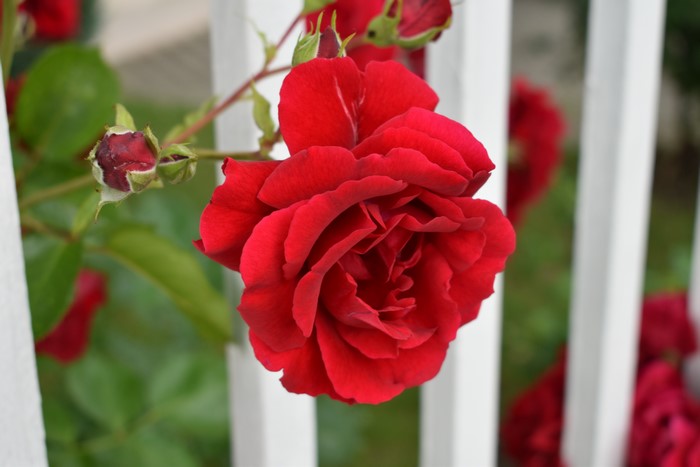 Red Roses on a White Picket Fence