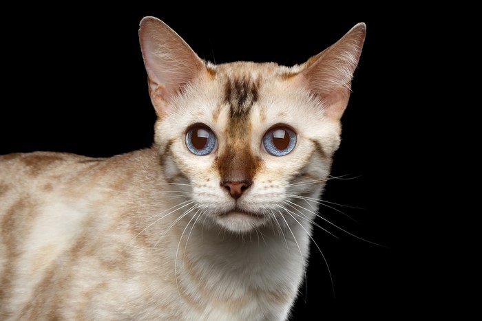 White Bengal Cat with Blue Eyes on Black Background
