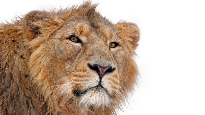 Close-up of a lion's face in the snow