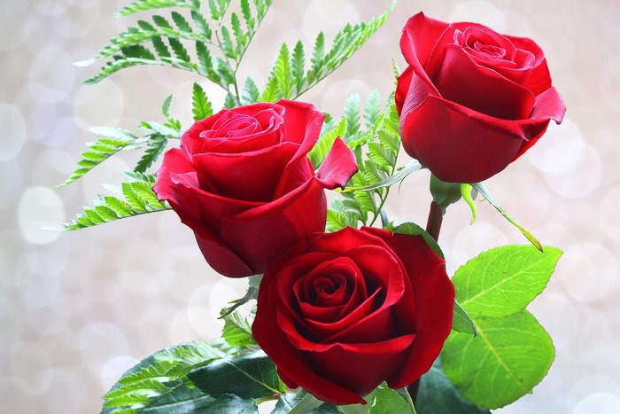 Three red roses with green leaves