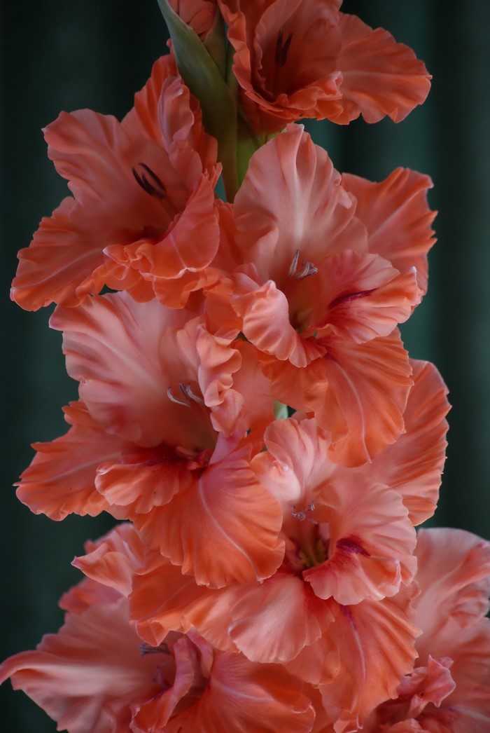 Close-up of orange gladiolus flowers