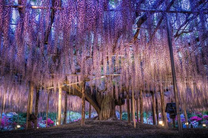 Wisteria flowers in a park in Tochigi, Japan