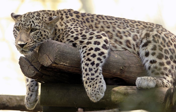 Leopard resting on logs