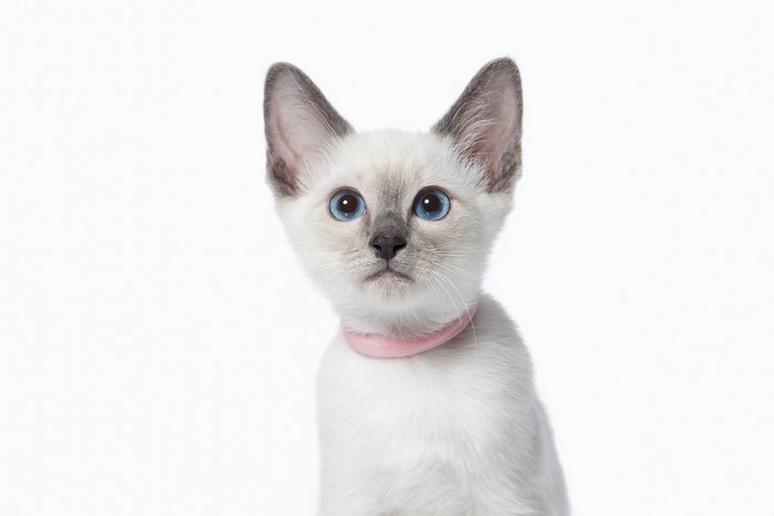 Siamese kitten with blue eyes and pink collar