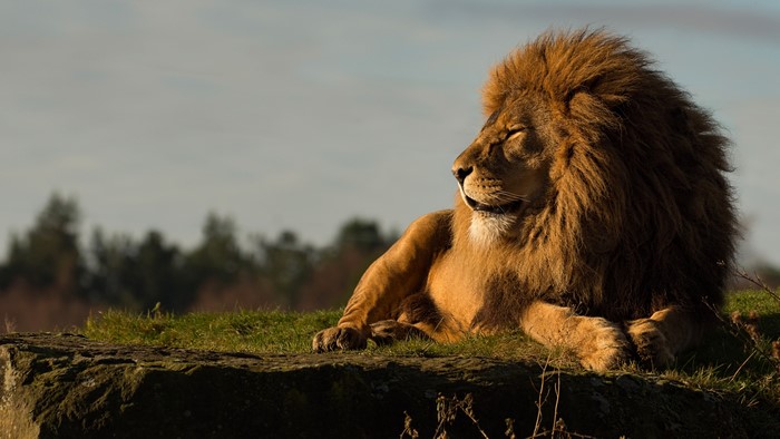 Lion resting on a rock