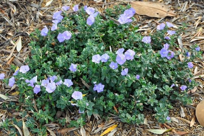 Low-growing plant with small blue flowers