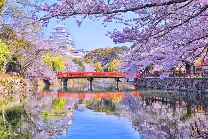 Cherry Blossoms and Bridge at Himeji Castle Japan