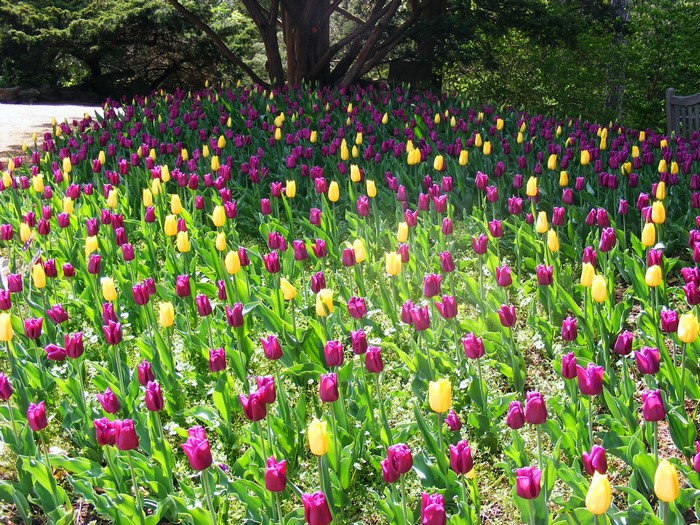 Field of Purple and Yellow Tulips