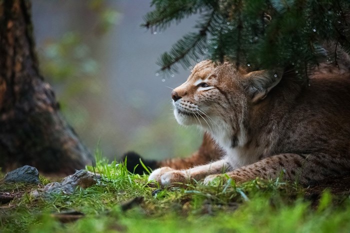 Lynx resting under a pine tree