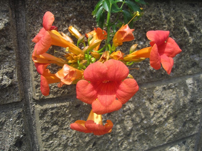 Orange trumpet flowers on a stone wall