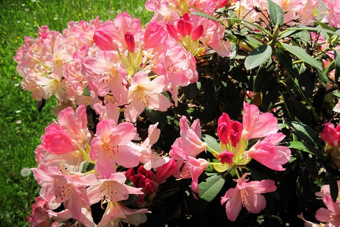 Pink Rhododendron flowers in bloom