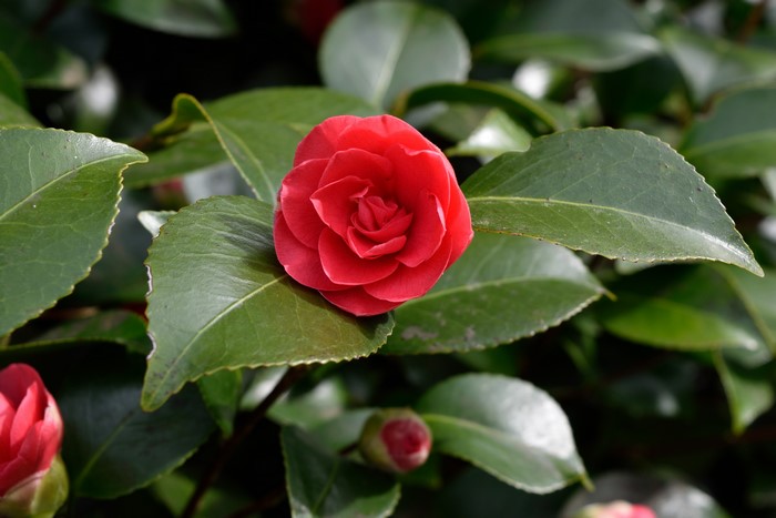 Red Camellia Flower with Green Foliage