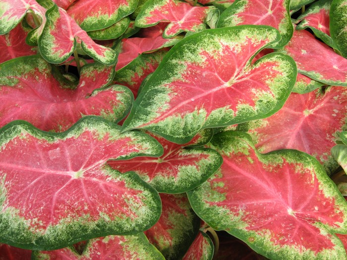 Caladium leaves with pink and green patterns