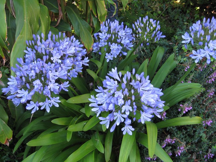 Light blue Agapanthus flowers in a garden