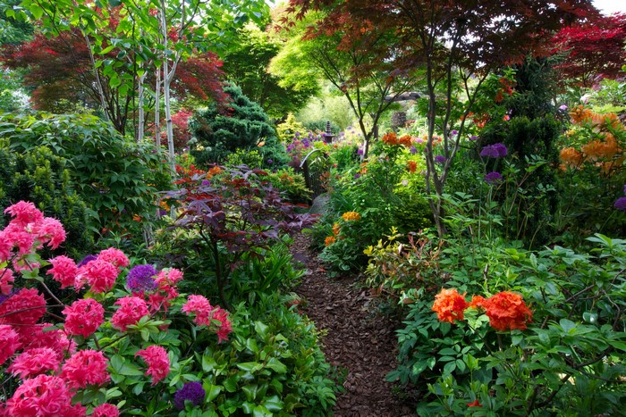 Walsall Garden with Rhododendrons and Shrubs in England