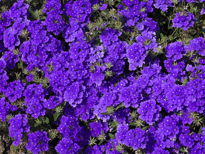 Vibrant 4K Violet Verbena Flowers Cluster