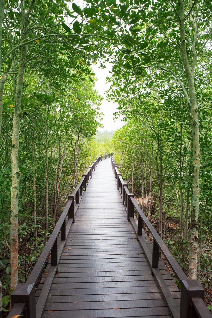 Wooden boardwalk through a mangrove forest