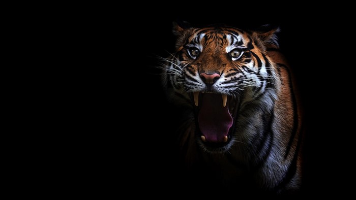Tiger yawning with mouth open on black background