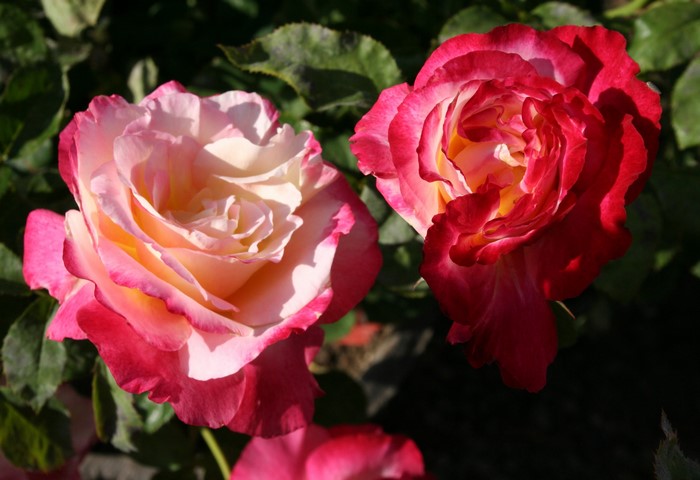 Two bicolor roses with pink and yellow petals