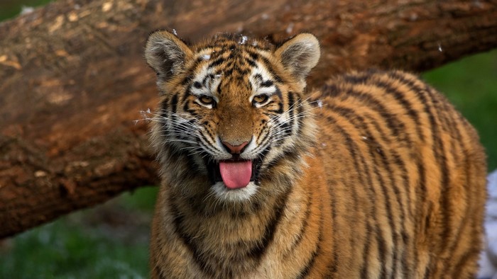 Tiger cub sticking its tongue out