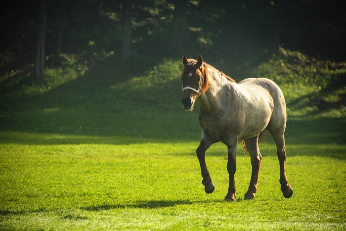 4K Horses in Grasslands
