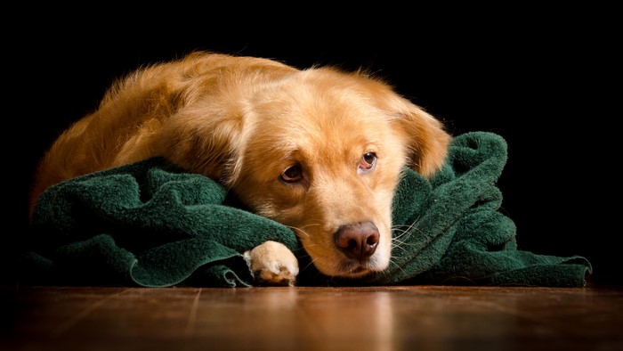 Golden Retriever dog lying on a green towel