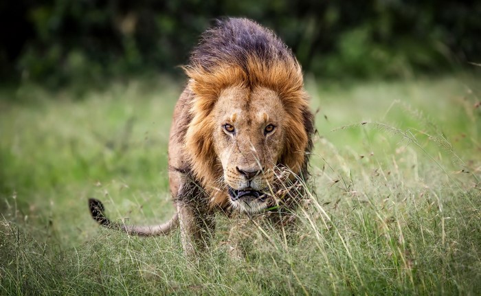 Lion walking through tall grass