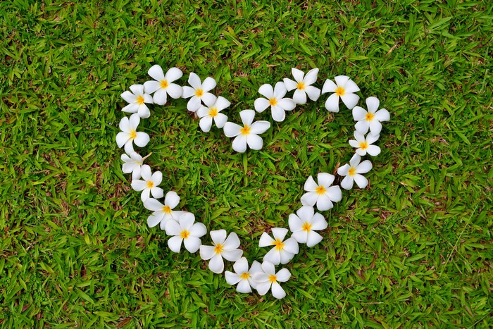 Plumeria flowers arranged in a heart shape on grass