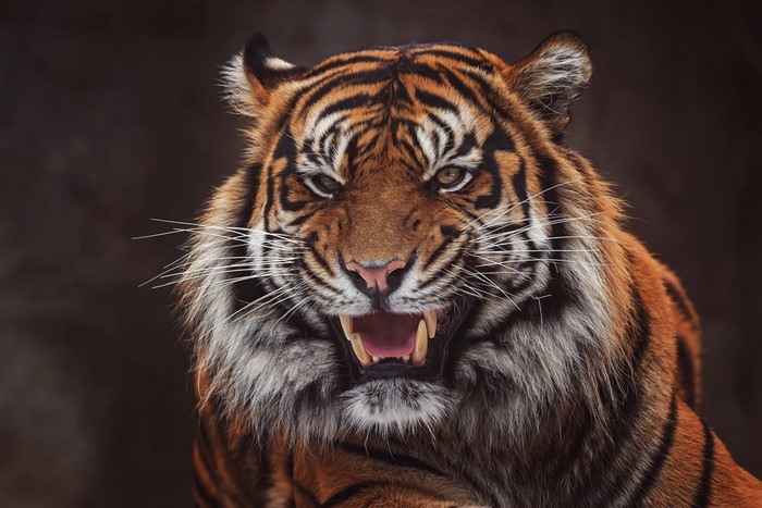 Close-Up of Fierce Roaring Tiger