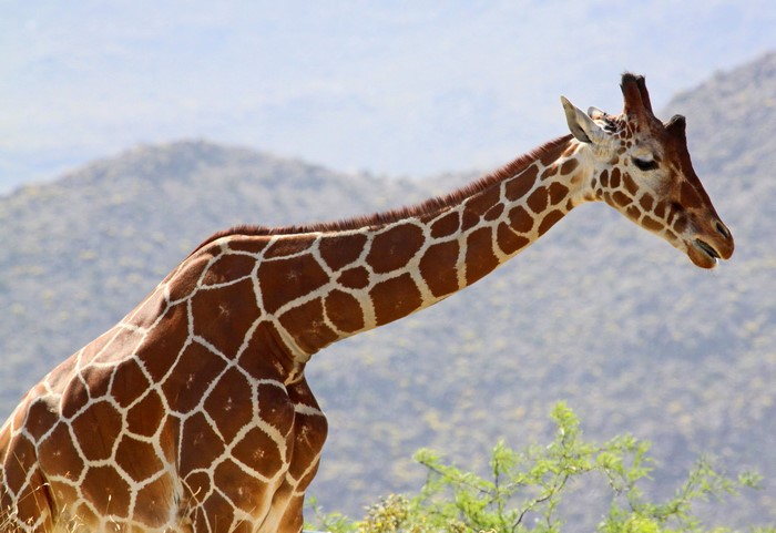 Giraffe with brown and white spots