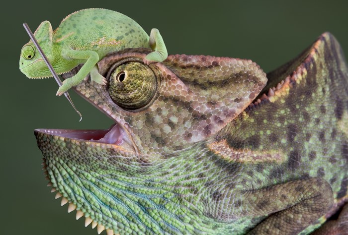 Two Chameleons, One on Top of the Other
