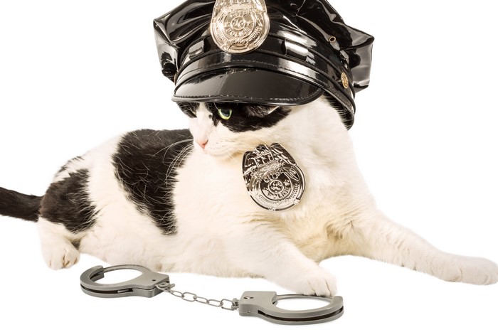 Black and white cat wearing a police hat and badge with handcuffs