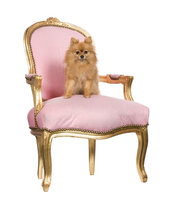 Pomeranian dog sitting on a pink and gold chair