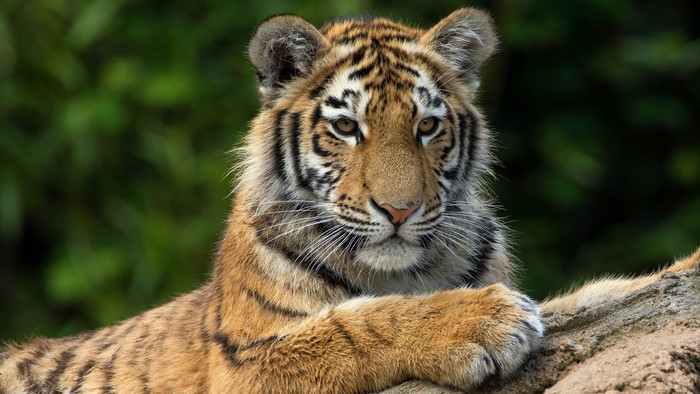 Tiger cub looking forward
