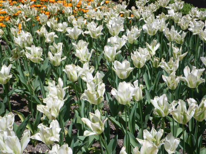White and green tulips in a garden