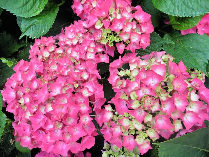 Pink Hydrangea Flowers with Green Leaves
