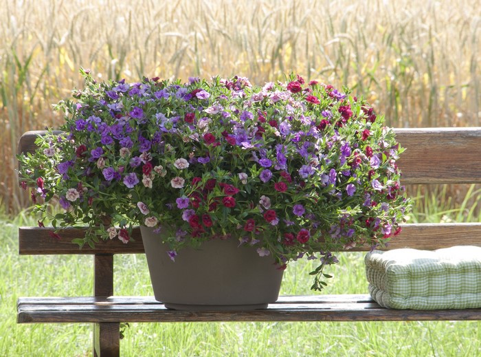 Calibrachoa flowers in a pot on a bench