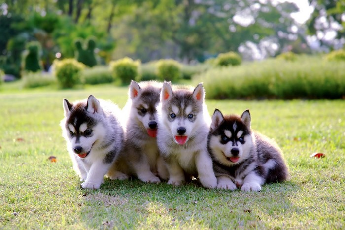 Four Adorable Husky Puppies on Green Grass