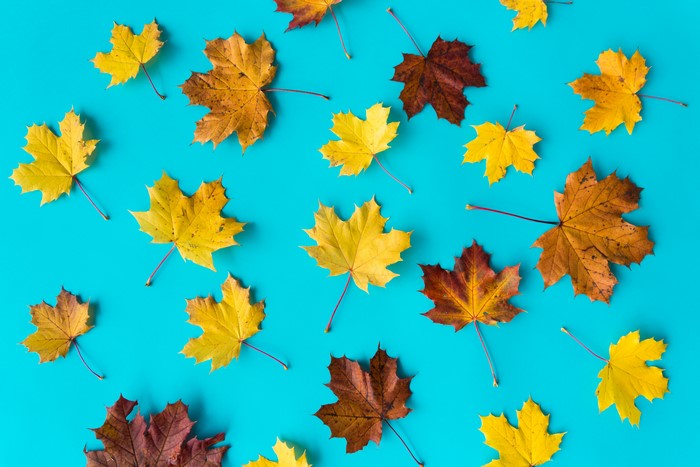 Maple Leaves on Colored Background