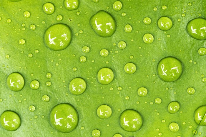 Water Drops on Green Leaf Texture 4K