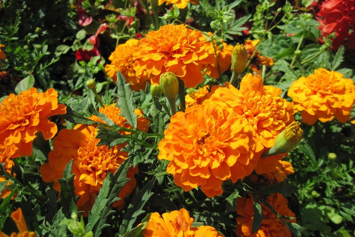 Orange Marigolds in a Garden