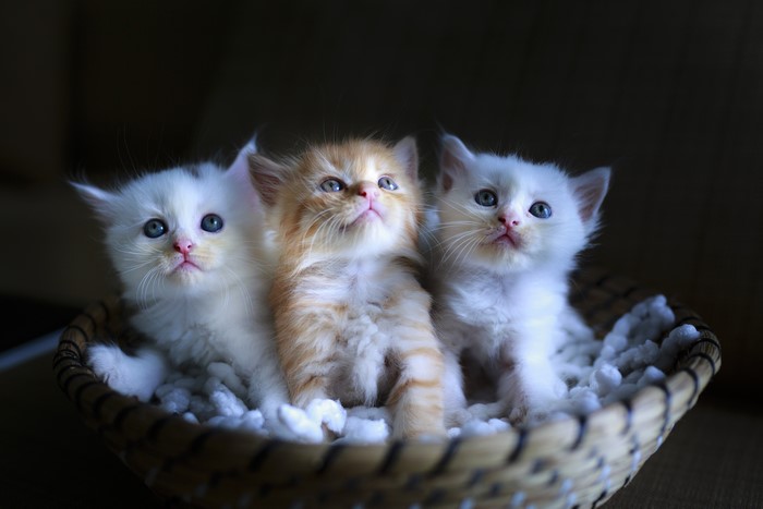 Three Fluffy Kittens in a Basket
