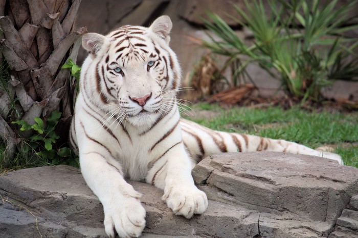 White tiger with blue eyes resting on rocks