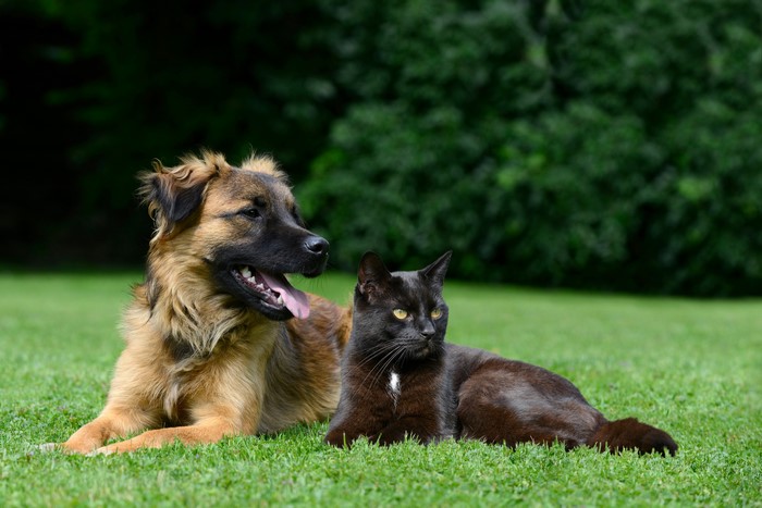 Dog and Black Cat Lying on Grass