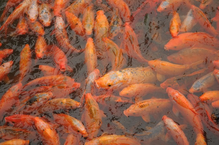 Many Orange and White Koi Fish