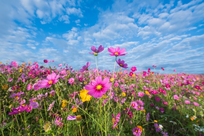 Cosmos field under a cloudy blue sky